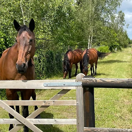 Horse Dream Apartment